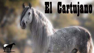 La Elite De Los Caballos Pura Raza Española 🐴Del Cerro Soy [upl. by Hteb927]