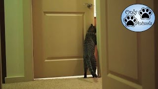 Clever Cats Opening Doors  Compilation [upl. by Norre]