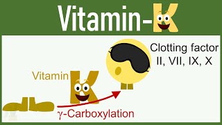 Vitamin K Functions Mechanism of Action Deficiency etc [upl. by Nawd]