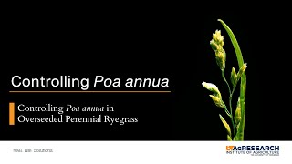 Controlling Poa annua in Overseeded Perennial Ryegrass [upl. by Lina458]