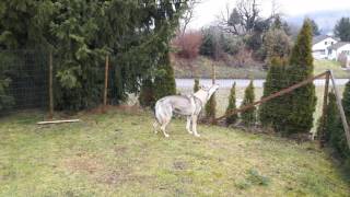 Tschechoslowakischer Wolfshund Blasco beim Sirenen Test [upl. by Waite]