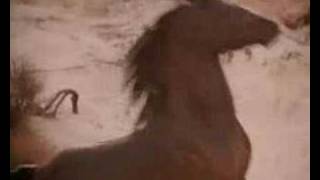 The Black Stallion  Cather Rhythm [upl. by Griffiths]