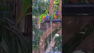 Watch these Lorikeets Enjoy their Meal Feeding Frenzy birdswatching lorikeet [upl. by Hynes]