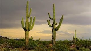 AMAZING Cacti and Succulents Worlds Most Spectacular Plants episode 11 of 14 [upl. by Keir859]