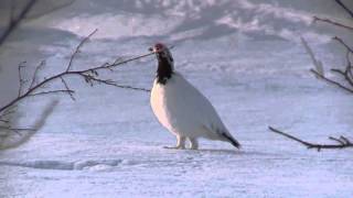 Willow Ptarmigan [upl. by Nelram]