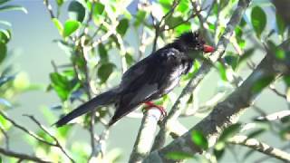 4K Black bulbul Hypsipetes leucocephalus シロガシラクロヒヨドリ [upl. by Novia]