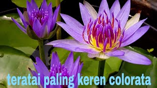 Water lily flower colorata  bunga teratai colorata [upl. by Hadwin]