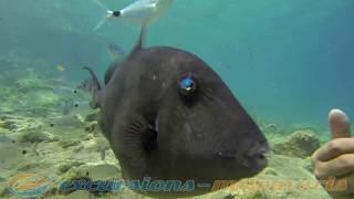 Marmaris Diving  Мармарис Дайвинг  Marmaris Dalıs [upl. by Kilbride680]