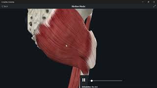 Lumbosacral plexus 13  Nerve to quadratus femoris شرح [upl. by Mickey423]