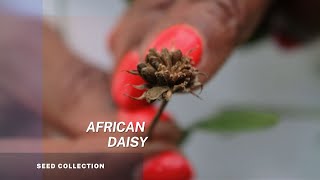 African daisy  Osteospermum  How to collect your seeds and grow your African daisies [upl. by Alyssa633]