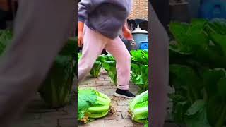 Harvesting vegetables from cracks in bricksenjoyrurallifenatureruralliferurallifevegetables [upl. by Arelc]