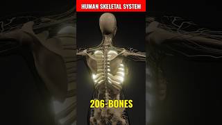 Human Skeletal System  Skeletal System🩻🦴 shorts biology magnetbrains [upl. by Gisela]