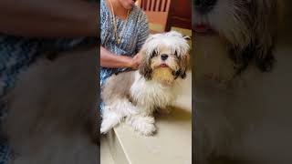 kerala shihtzu lover ammamanassu trending reels [upl. by Acinod]