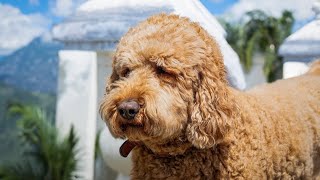 Are Labradoodles Hypoallergenic 🐾🤧 [upl. by Ardrey]