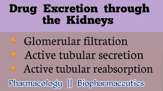 Drug clearance by the kidney  Drug Excretion part1 [upl. by Enyleuqcaj]