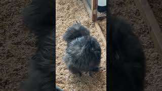 Silkie Chicken The Breed With Black Skin [upl. by Huppert]