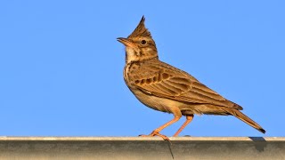 Nesting birds – Crested lark Galerida cristata [upl. by Letney]