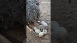 Amazing Facts About Ostriches [upl. by Cosimo712]