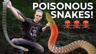 CRANKY SNAKE JUMPS AT MY FACE POISONOUS KEELBACKS amp MORE [upl. by Kcirdaed]