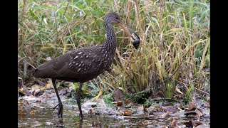 NEI Limpkin [upl. by Abihsat195]