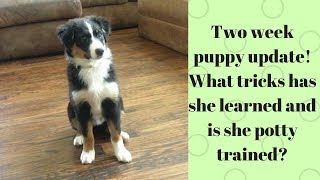 2 week puppy updateHow to potty train a puppy in less than a week Plus teaching tricks [upl. by Aicina]