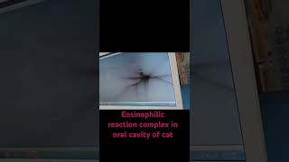 Endoscopic Diagnosis of Eosinophilic Reaction Complex in catsendoscopy veterinarian cat [upl. by Margaux]