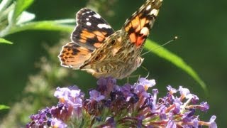 Butterflies and a Butterfly Bush [upl. by Kippar]