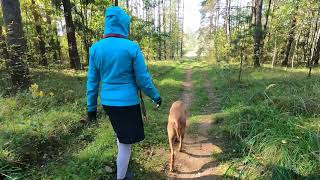 Walking With Rhodesian Ridgebacks [upl. by Romeo]