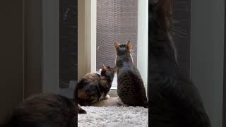 Cat Wobbles Head Side to Side While Looking out of Window  1518309 [upl. by Allemahs]