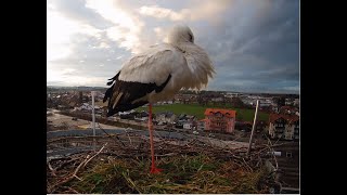 LIVE Storchennest Freilassing [upl. by Marjy]