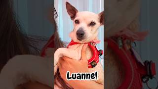 Adopted Luanne at Muttville San Francisco [upl. by Neibaf617]