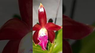 Beautiful Cattleya Orchids anggrekviral orchid [upl. by Ahtiek690]