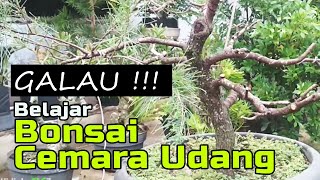 Belajar Membuat Bonsai Cemara Udang Pemula [upl. by Apoor]