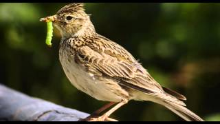 Skylark Bird Call Bird Song [upl. by Hcelemile478]