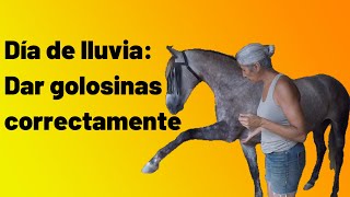 Como dar golosinas a un caballo para que no te invada para pedírtelas [upl. by Nesaj]