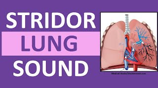 Stridor Sound Breathing Sounds Abnormal Lung Sounds [upl. by Pedersen]