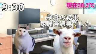 【猫ミーム】尿膜管膿瘍になった話【発症編】 猫マニ 猫ミーム [upl. by Suilmann]