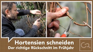 Hortensien schneiden – Der richtige Rückschnitt im Frühjahr [upl. by Aicilana575]