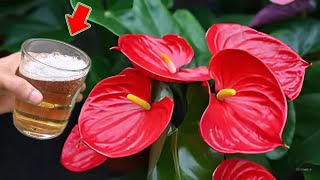 Just 1 Cup Flowerless Anthurium Suddenly Blooms Thousands Of Beautiful Flowers [upl. by Aphrodite4]