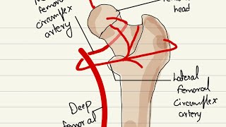 Legg Calve Perthes disease Pathology symptoms diagnosis and treatment [upl. by Mildrid]