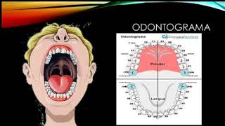 Odontograma [upl. by Erme259]