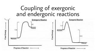 COUPLING OF EXERGONIC AND ENDERGONIC REACTIONS [upl. by Nap471]