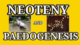 NEOTENY AND PAEDOGENESIS  Telugu  Bsc Zoology  BIOLOGY FOR YOU [upl. by Grimaldi546]