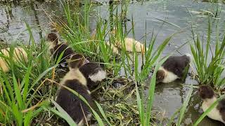 Ducklings try out the pond [upl. by Gentilis353]