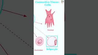 E04 Connective Tissue Bone Blood Adipose HiBody101 Histology amp Biology of Human Organ System [upl. by Eunice]