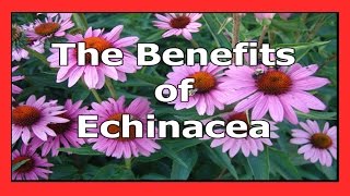 The Benefits of Echinacea A powerful immune booster [upl. by Wobniar140]