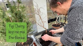 Repotting my Fuji Cherry preBonsai  kojonomai [upl. by Gottuard257]