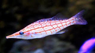 Facts The Longnose Hawkfish [upl. by Zabrina763]