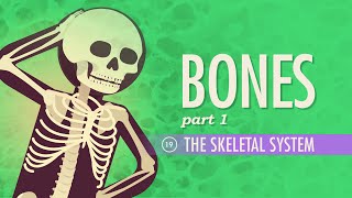 The Skeletal System Crash Course Anatomy amp Physiology 19 [upl. by Weiser]