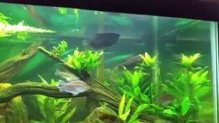 African tank w Ctenopoma Congo Tetras Syno Cat Gouramis and a BGKF [upl. by Tala285]